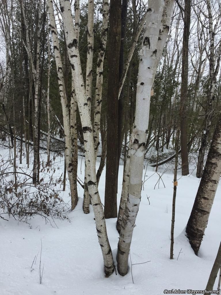 paper birch Product Image