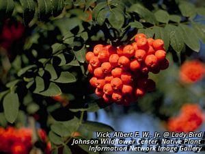 American mountain ash| American rowan tree| dogberry| catberry| pigberry| roundwood| missey mossey Product Image