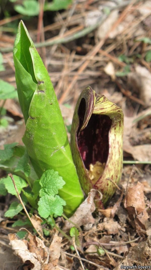 skunk cabbage Product Image