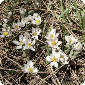 Early Spring And First Flowering Plants Canplant